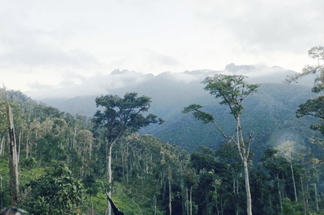 Más bosques montanos conservados en la Cordillera de Colán