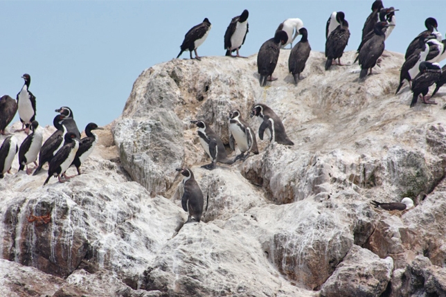 Apeco participa del censo anual de pingüinos de Humboldt en Perú