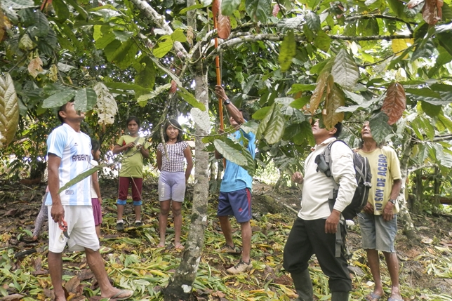 APECO apuesta por fortalecer las capacidades de los productores cacaoteros awajún