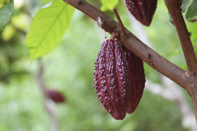 Cacao1