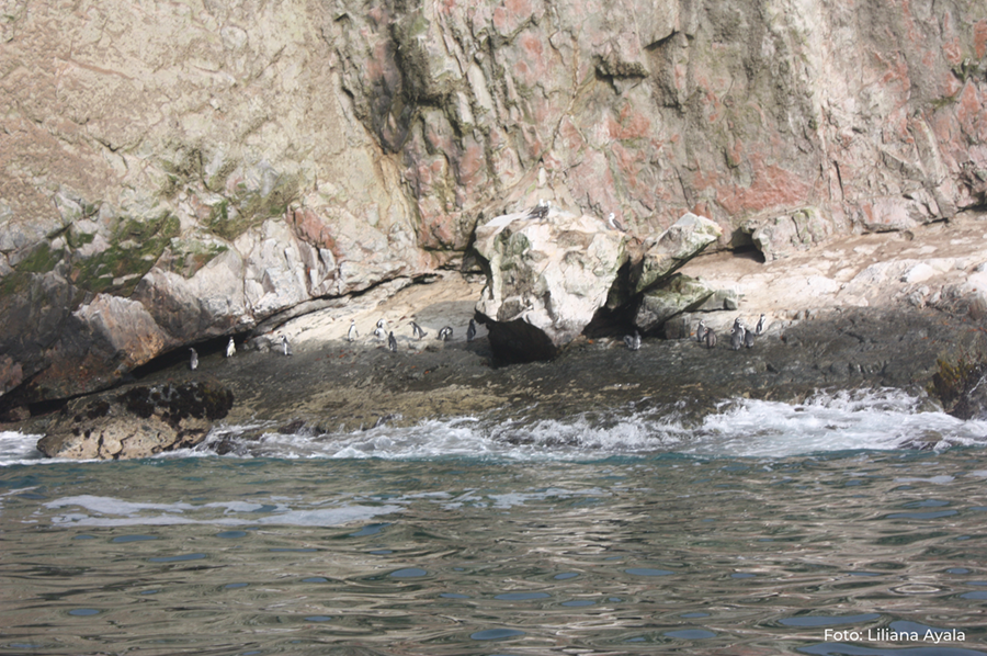 Pinguinos_en_isla_Guañape_Norte.png