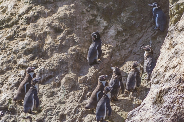 Apeco participa del Censo de pingüinos 2016