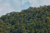 Bosques del Cerro El Adobe protegen las fuentes que abastecen de agua y electricidad a Bagua