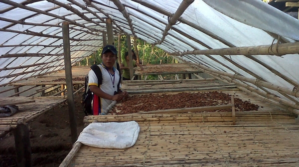 Comunidades nativas awajún realizan prácticas agroforestales para la producción de cacao