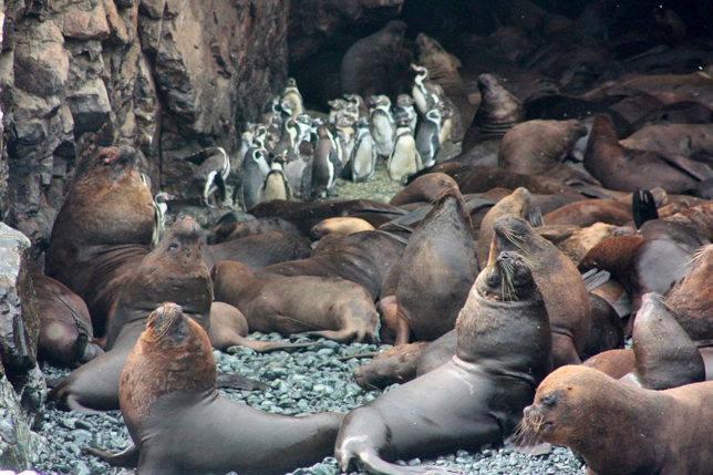 APECO realizó charlas sobre especies marinas amenazadas