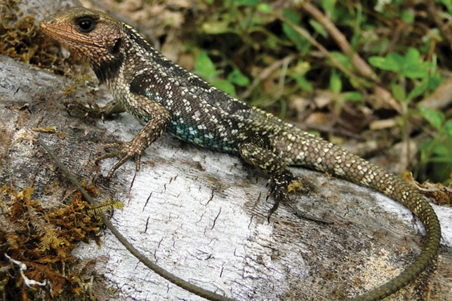 Se descubren 4 nuevas especies de Stenocercus